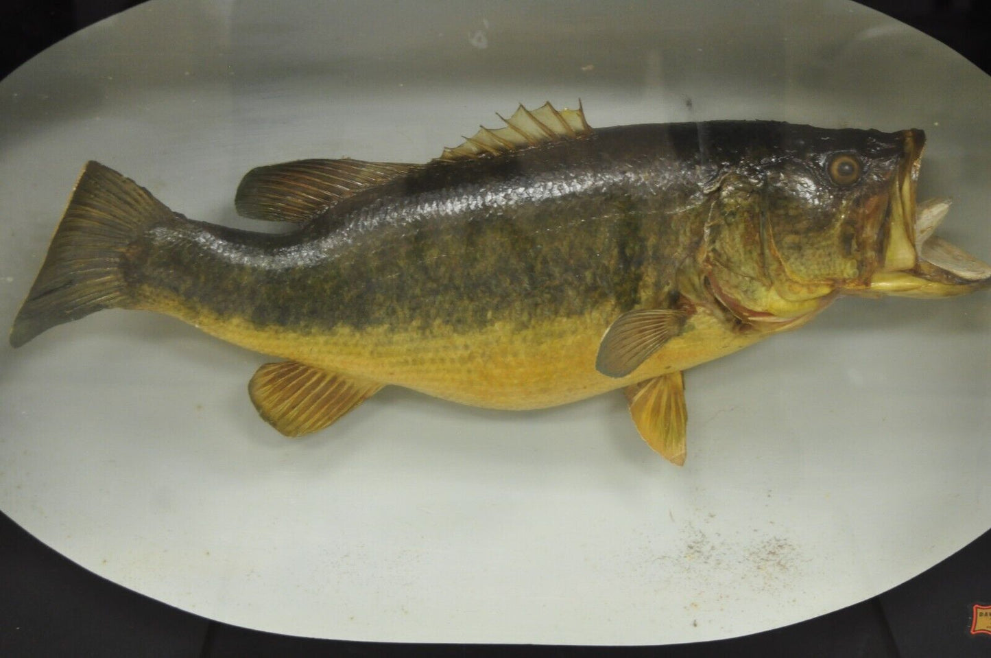 Vintage Largemouth Bass "1970 Champion" Dawson Girdwood Taxidermy in Glass Case