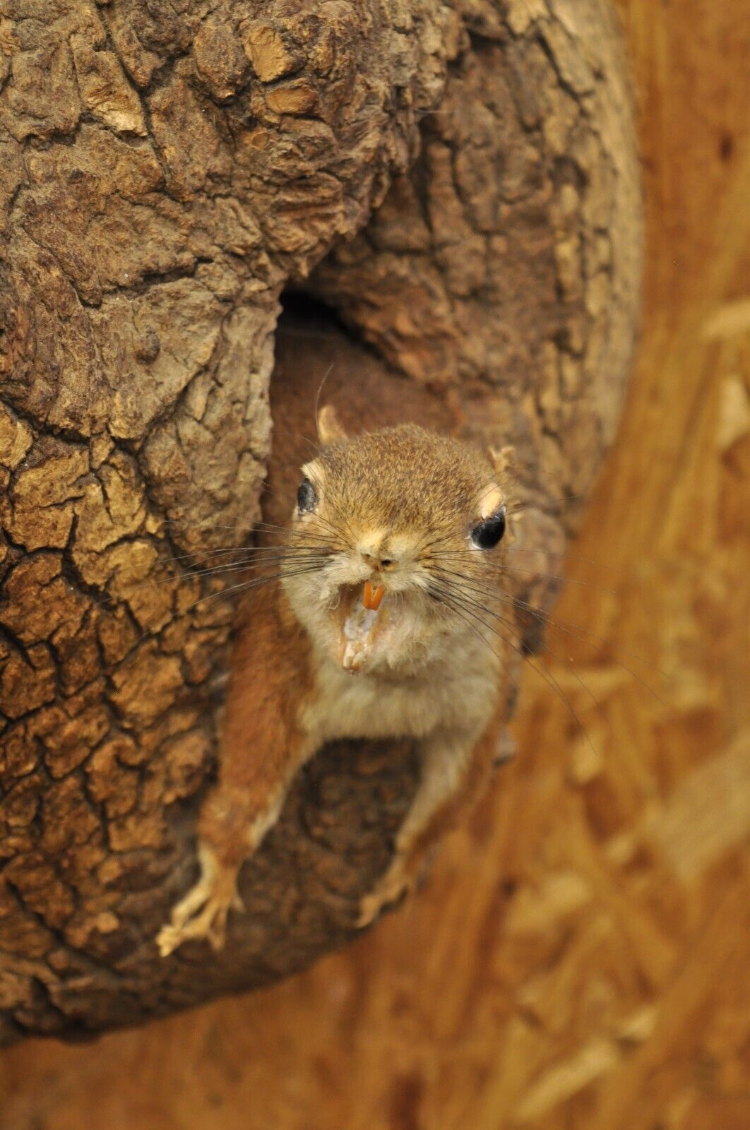 Vintage Full Body Wood Mount Squirrel in Tree Taxidermy Mancave Wall Decor