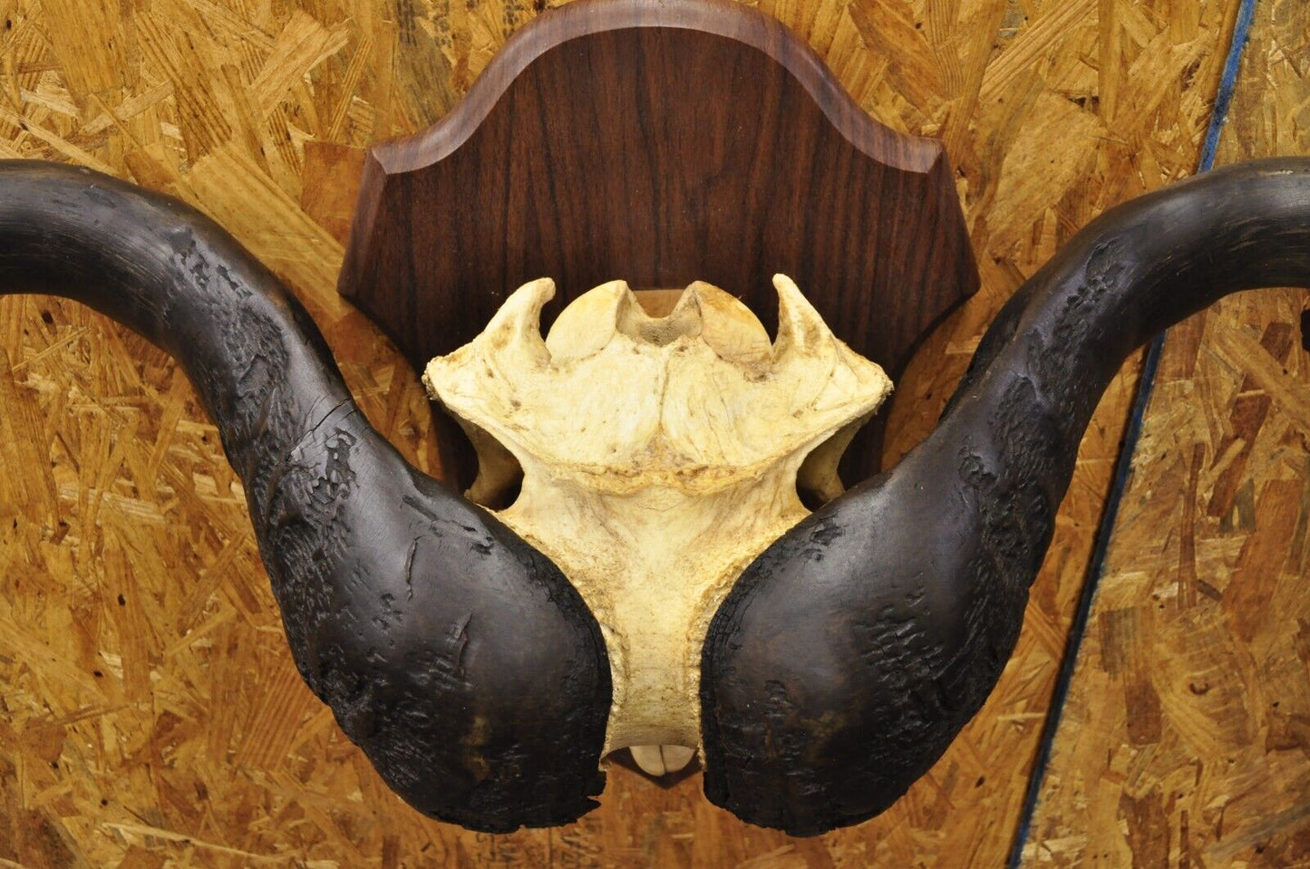 Vintage African Cape Buffalo Skull European Mount on Wooden Plaque Taxidermy