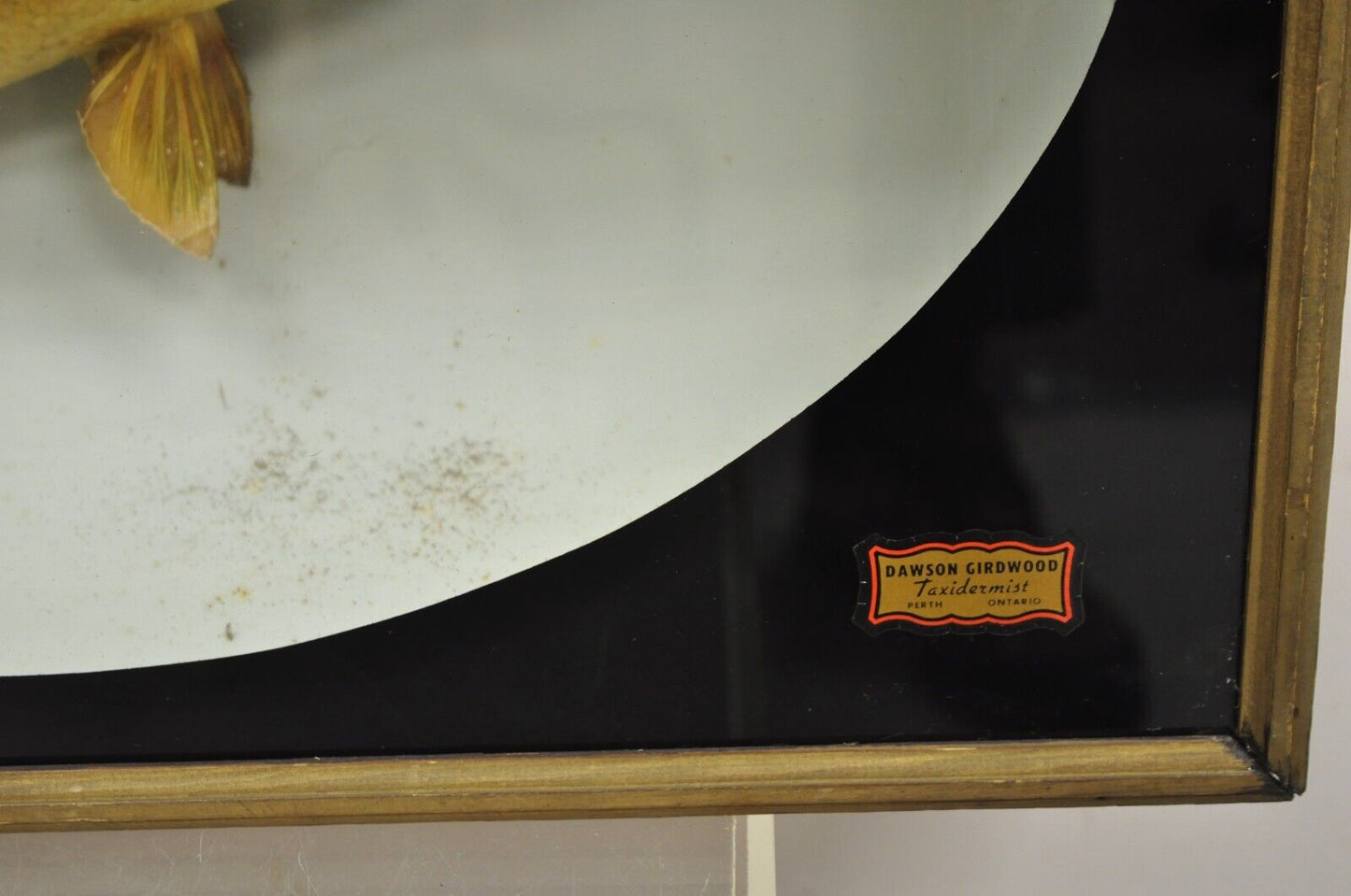 Vintage Largemouth Bass "1970 Champion" Dawson Girdwood Taxidermy in Glass Case