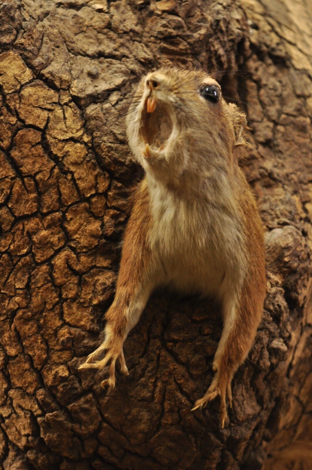 Vintage Full Body Wood Mount Squirrel in Tree Taxidermy Mancave Wall Decor
