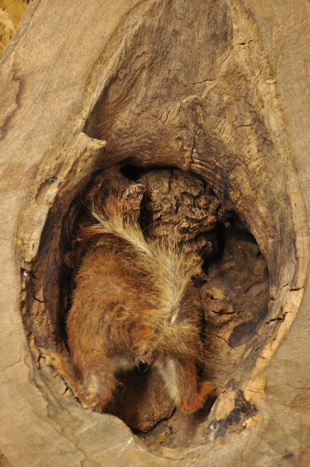 Vintage Full Body Wood Mount Squirrel in Tree Taxidermy Mancave Wall Decor