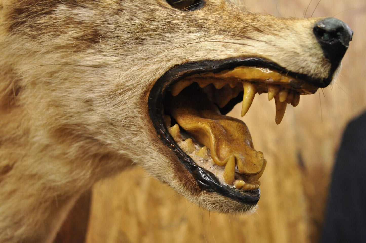 Vintage Jackal Shoulder Trophy Mount Oak Wall Plaque Taxidermy Mancave Decor