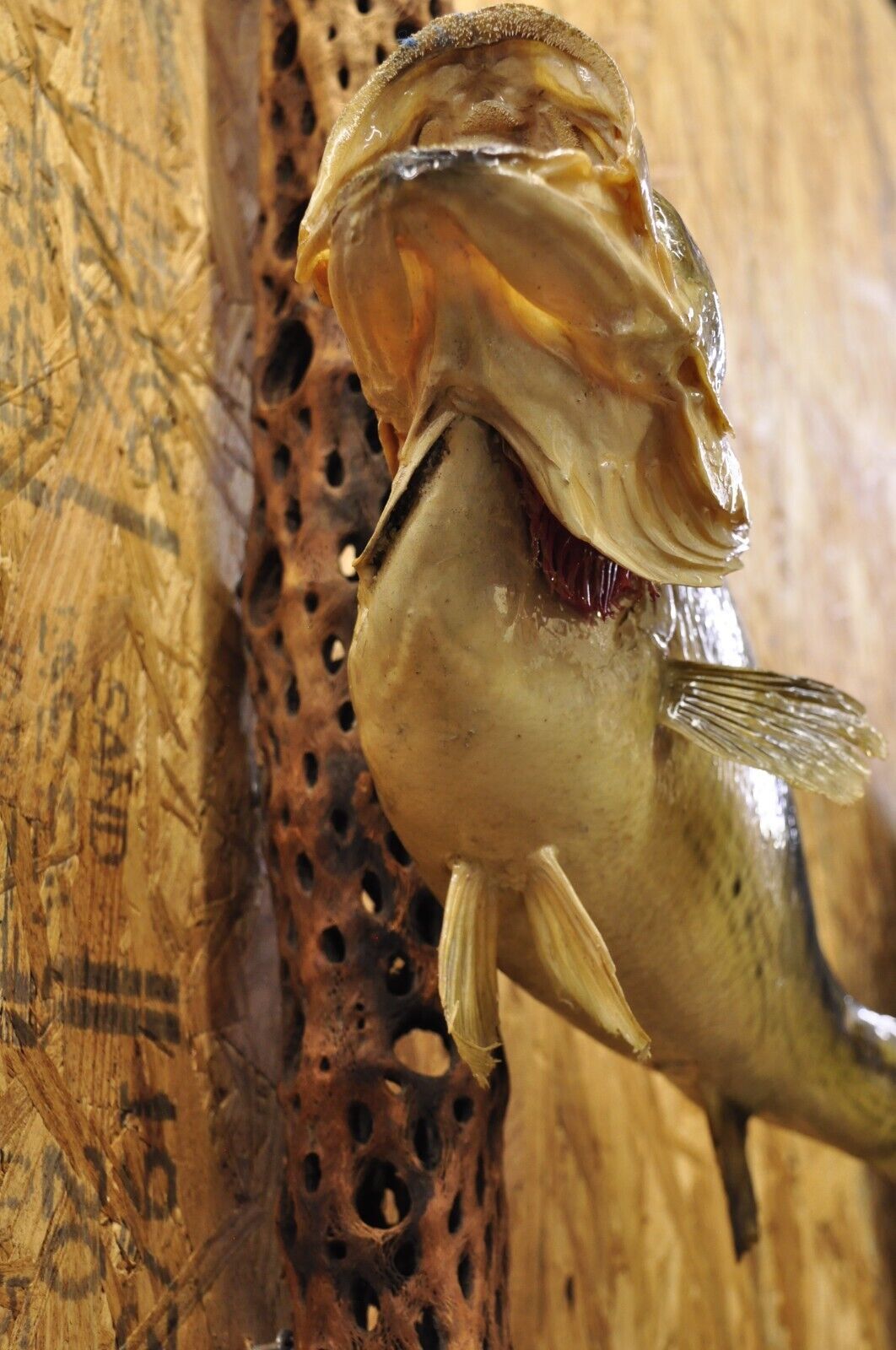 Vintage Largemouth Bass Log Wall Mount Real Skin Taxidermy Fishing Wall Decor