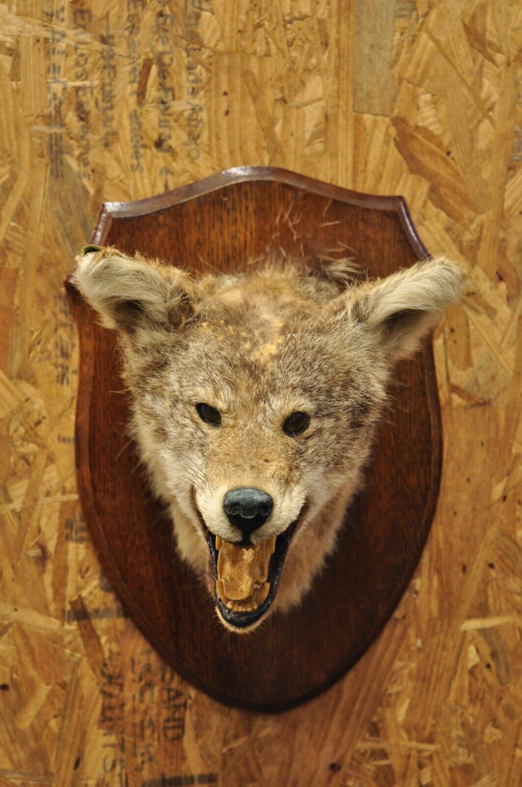 Vintage Jackal Shoulder Trophy Mount Oak Wall Plaque Taxidermy Mancave Decor