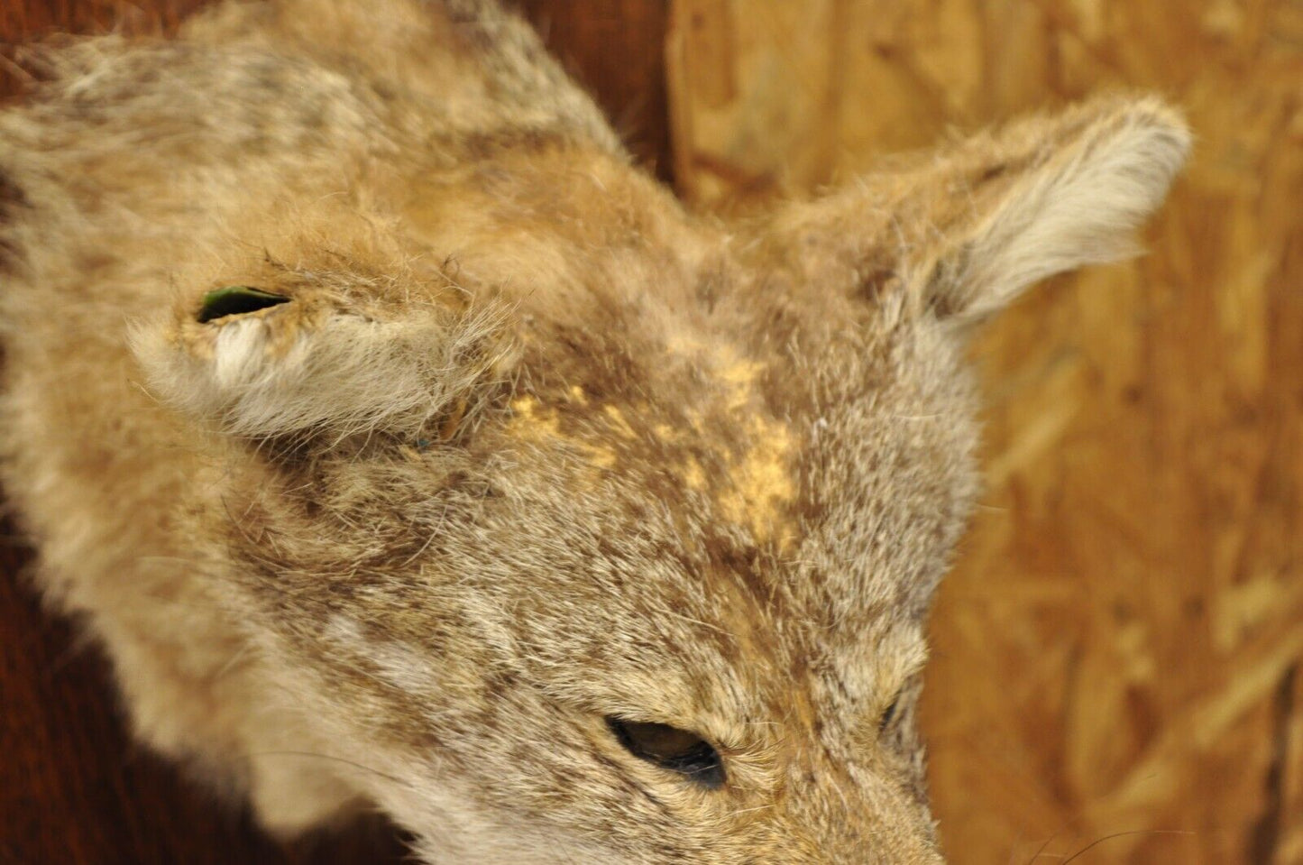 Vintage Jackal Shoulder Trophy Mount Oak Wall Plaque Taxidermy Mancave Decor