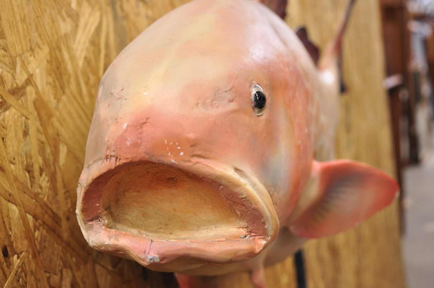 Vintage 49" Large Red Drum Full Wall Mount Taxidermy Redfish Fish Replica