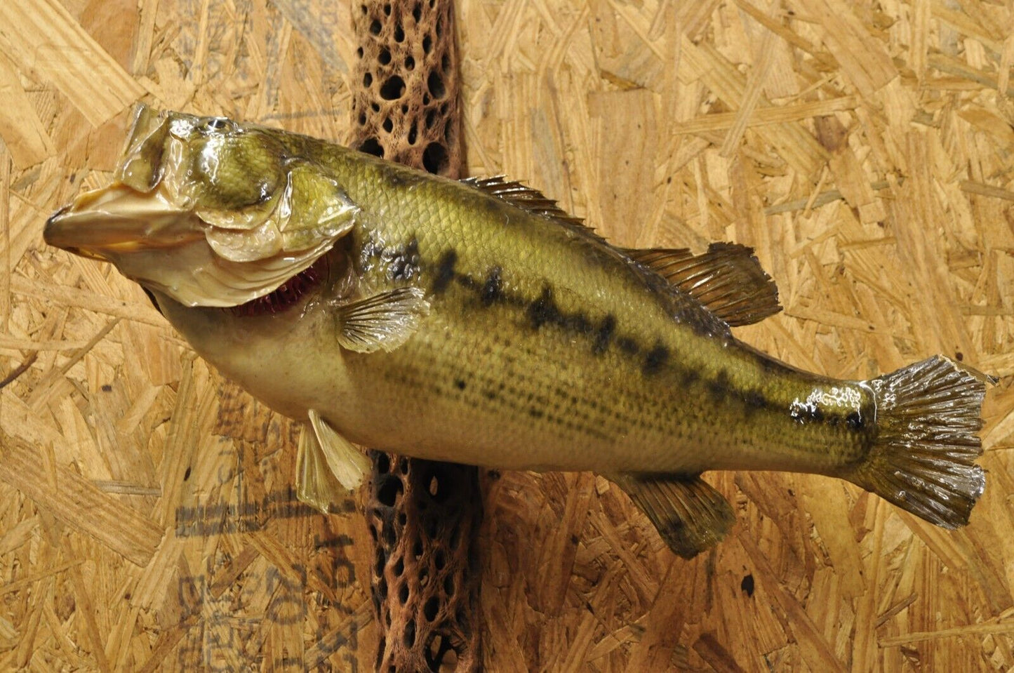 Vintage Largemouth Bass Log Wall Mount Real Skin Taxidermy Fishing Wall Decor