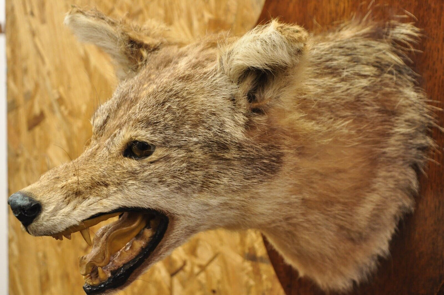 Vintage Jackal Shoulder Trophy Mount Oak Wall Plaque Taxidermy Mancave Decor