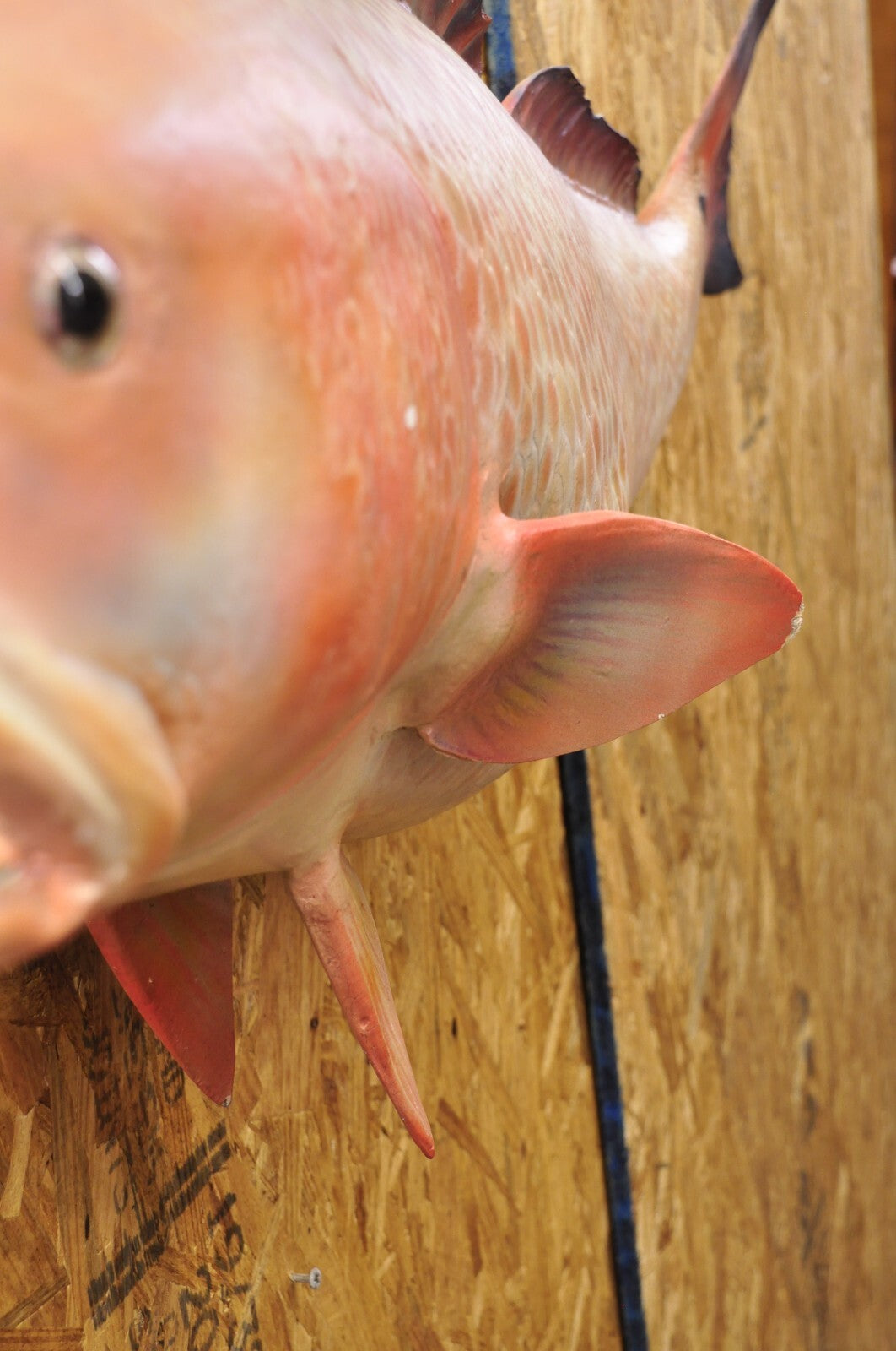Vintage 49" Large Red Drum Full Wall Mount Taxidermy Redfish Fish Replica