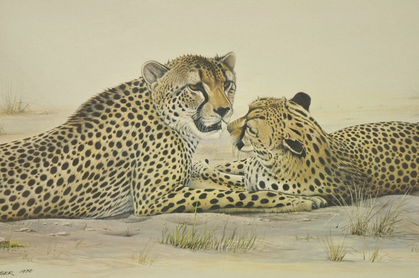 1972 Cheetah Lithograph Art by Richard Evans Younger in Velvet Chrome Frame