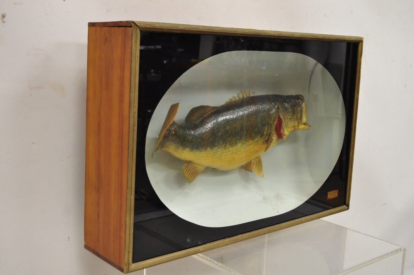 Vintage Largemouth Bass "1970 Champion" Dawson Girdwood Taxidermy in Glass Case