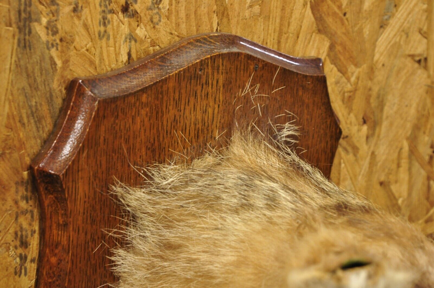 Vintage Jackal Shoulder Trophy Mount Oak Wall Plaque Taxidermy Mancave Decor