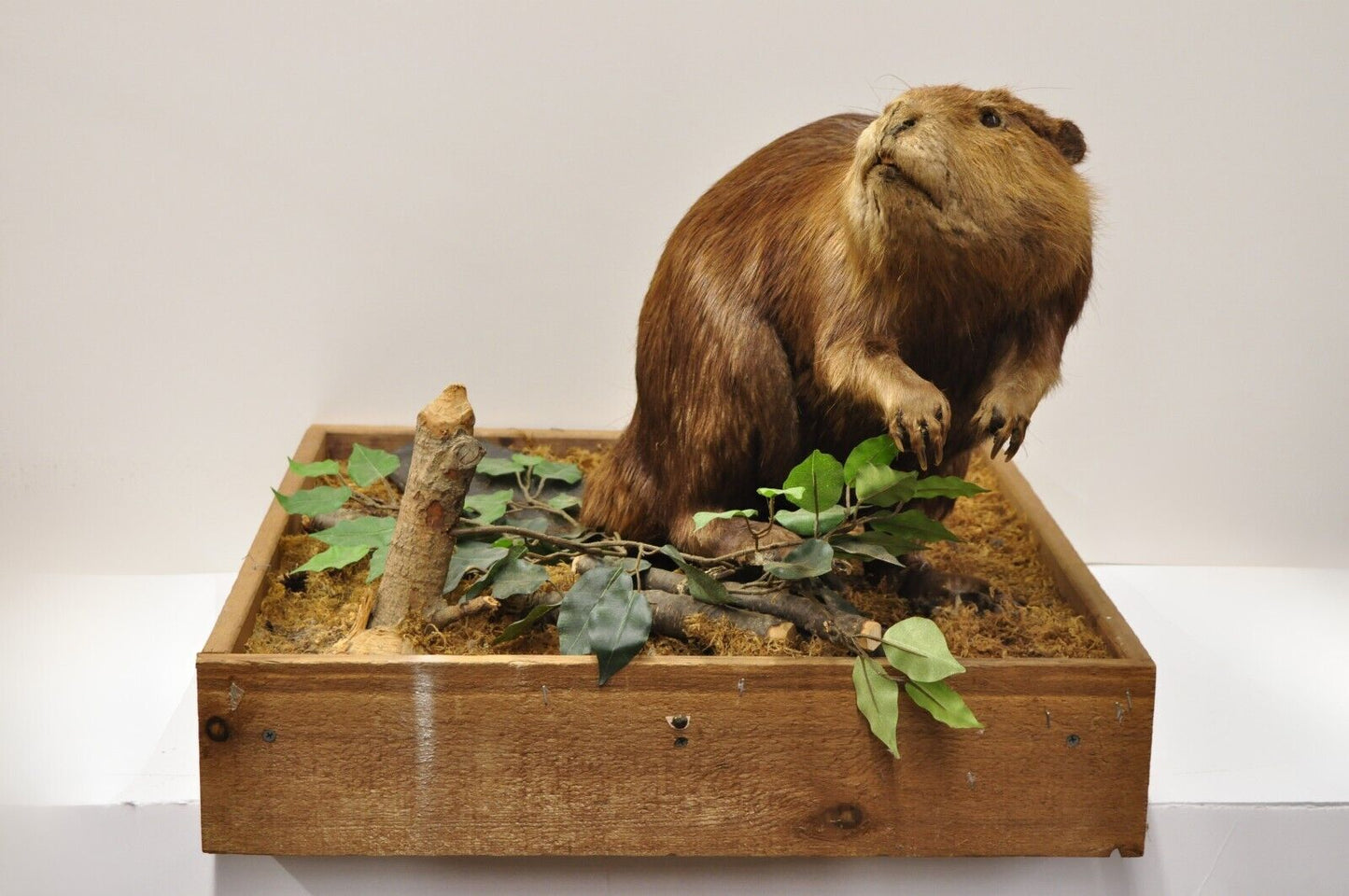 Vintage Full Body Standing Mount Beaver Taxidermy Mancave Tabletop Decor