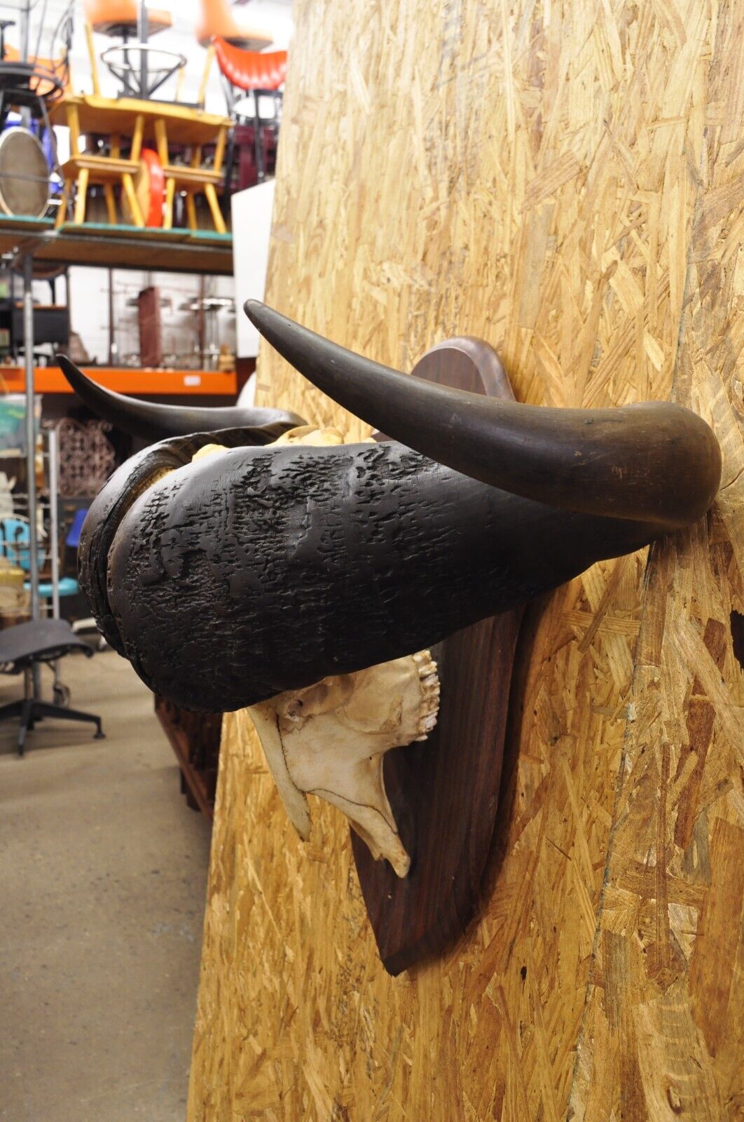 Vintage African Cape Buffalo Skull European Mount on Wooden Plaque Taxidermy