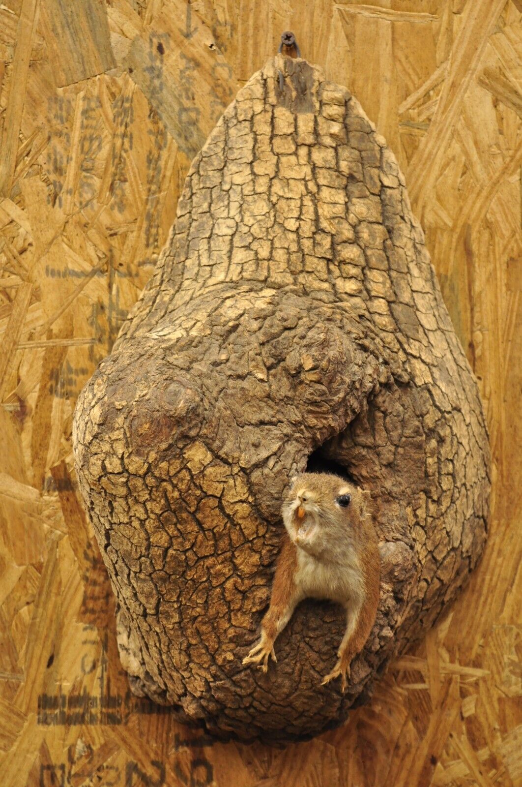 Vintage Full Body Wood Mount Squirrel in Tree Taxidermy Mancave Wall Decor