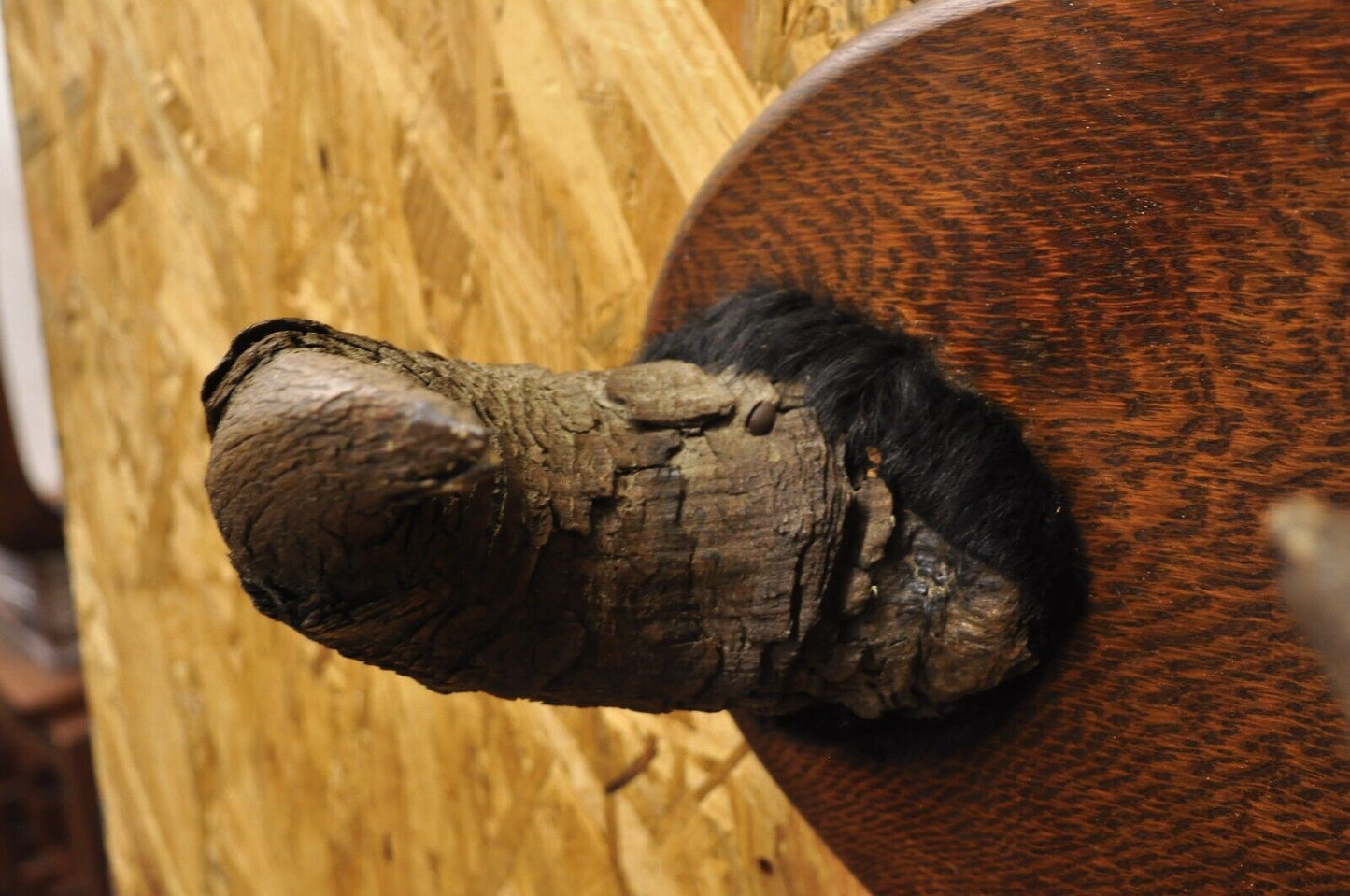 Vintage Buffalo Horns on Oak Wood Wall Plaque Taxidermy Cabin Decor