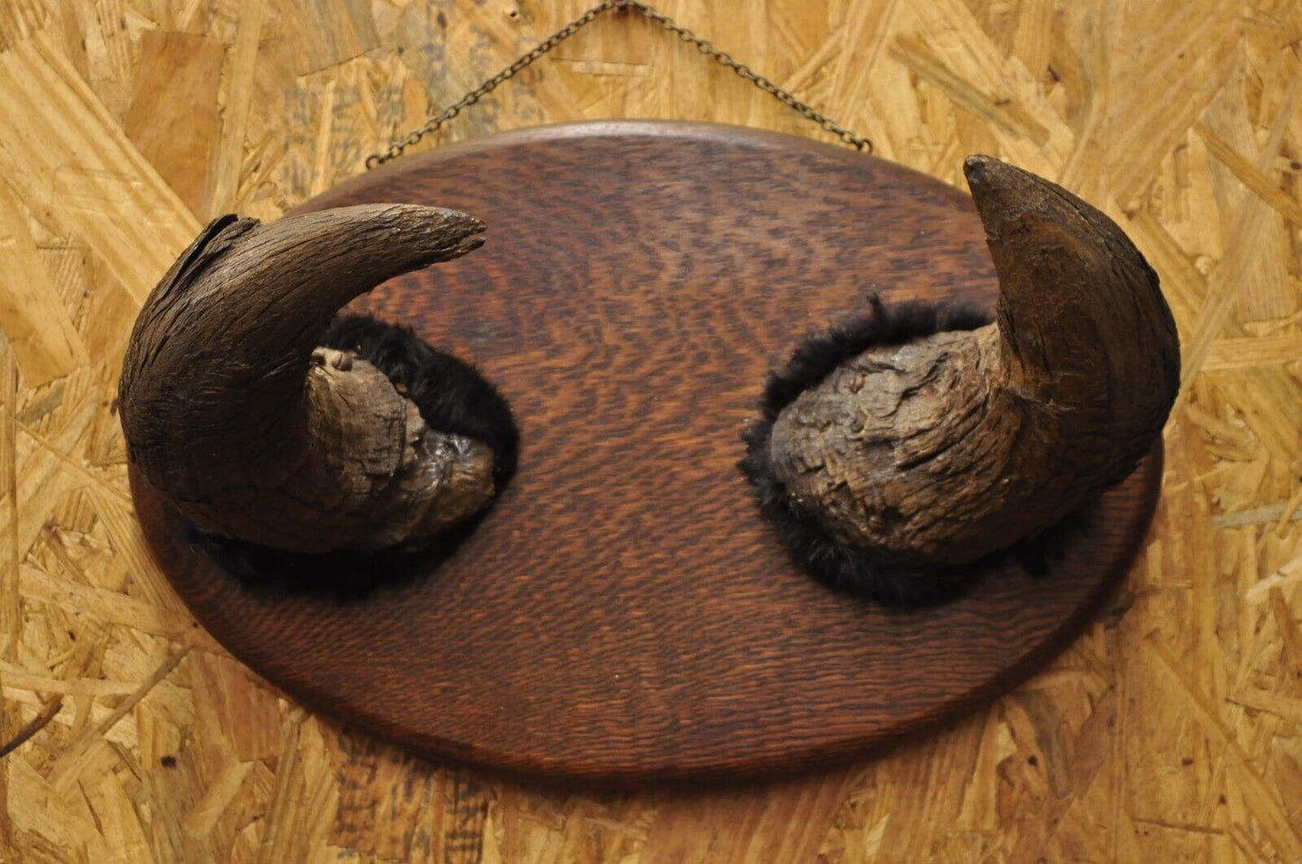 Vintage Buffalo Horns on Oak Wood Wall Plaque Taxidermy Cabin Decor