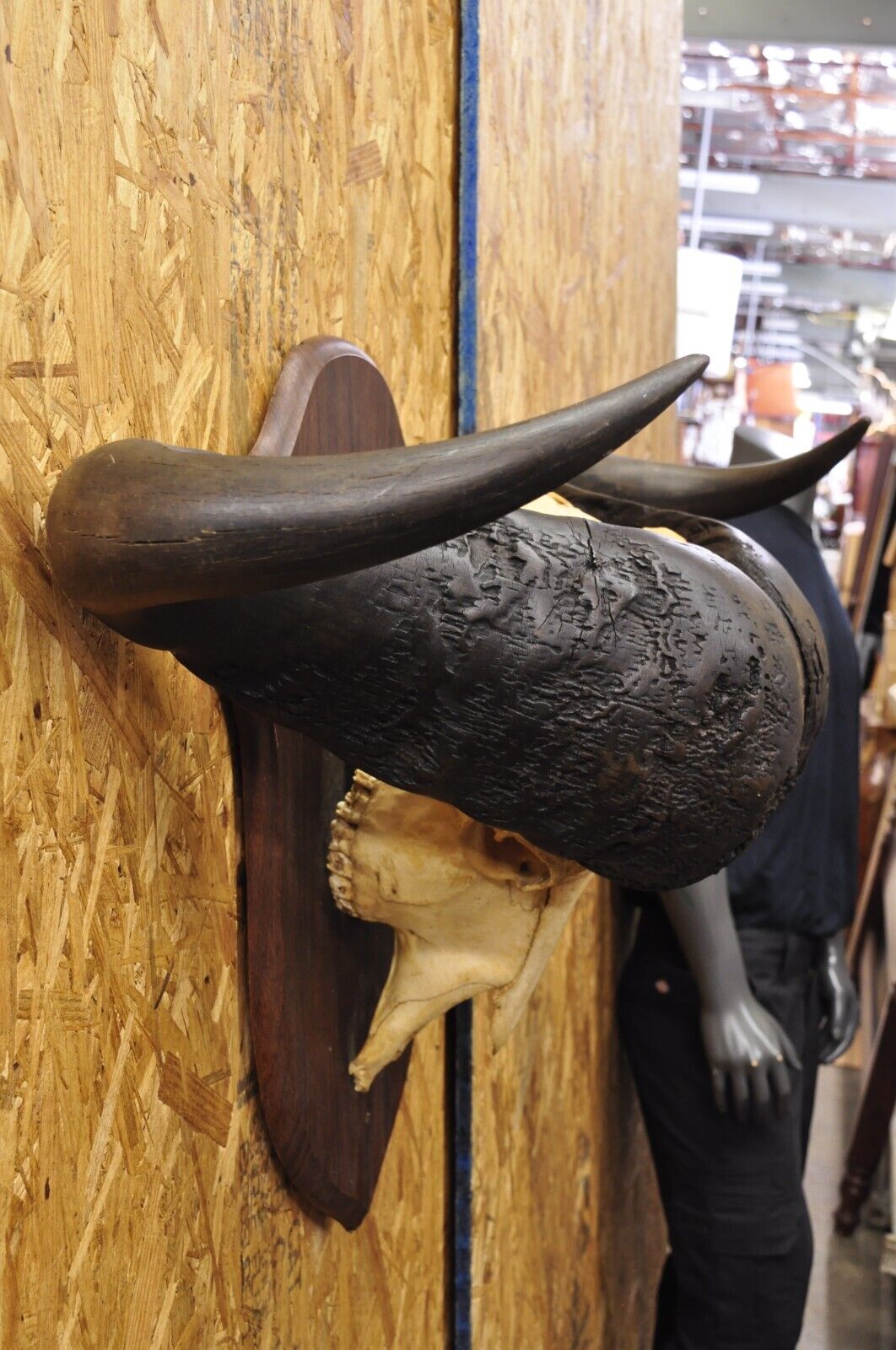 Vintage African Cape Buffalo Skull European Mount on Wooden Plaque Taxidermy