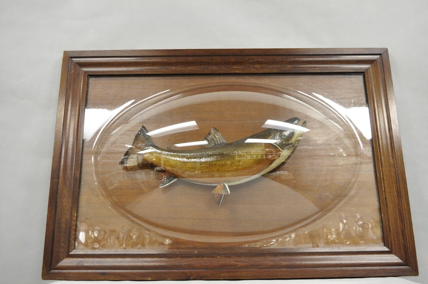 Antique Victorian Taxidermy Spotted Trout Framed in Large Convex Bubble Glass