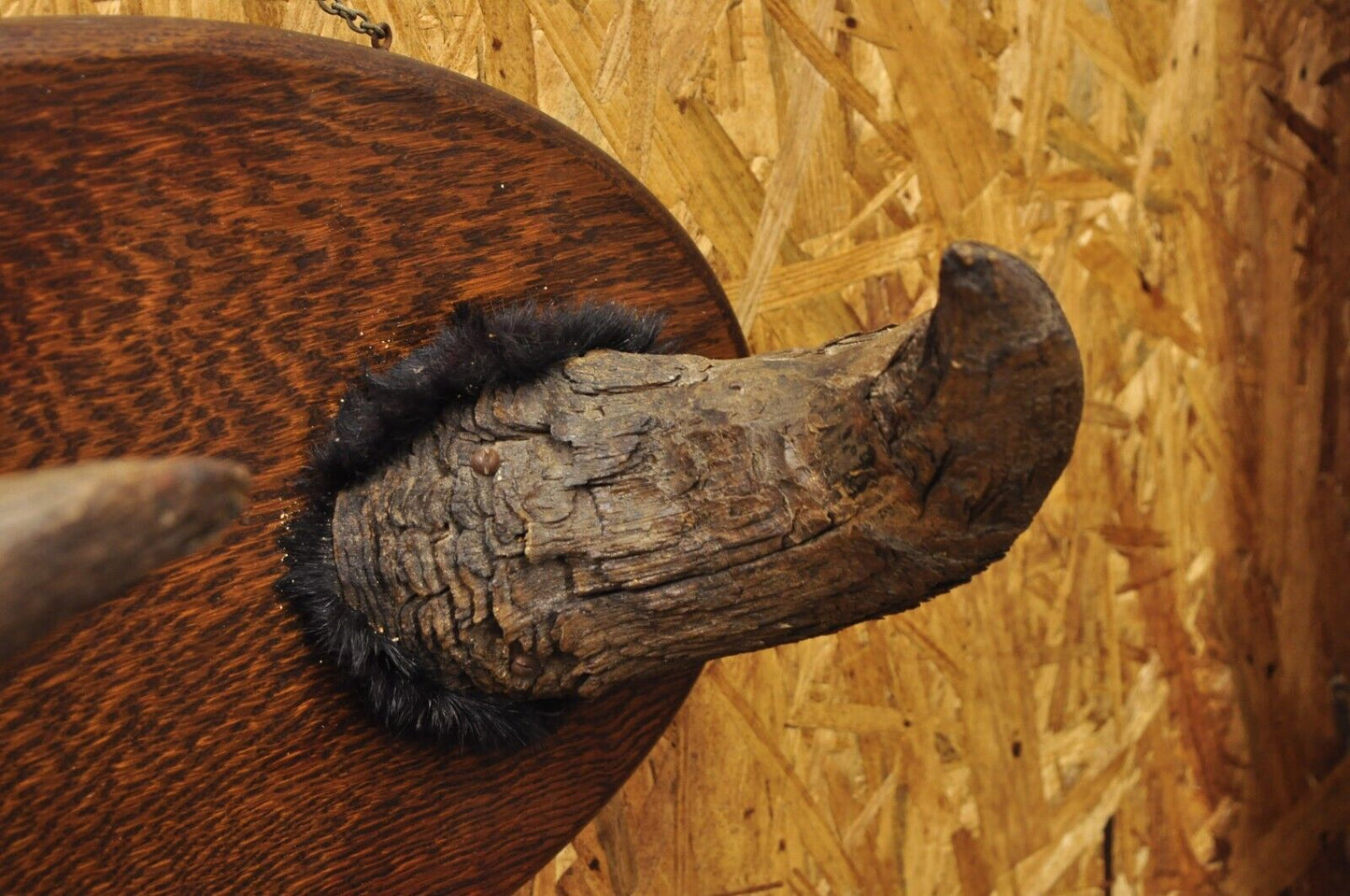 Vintage Buffalo Horns on Oak Wood Wall Plaque Taxidermy Cabin Decor