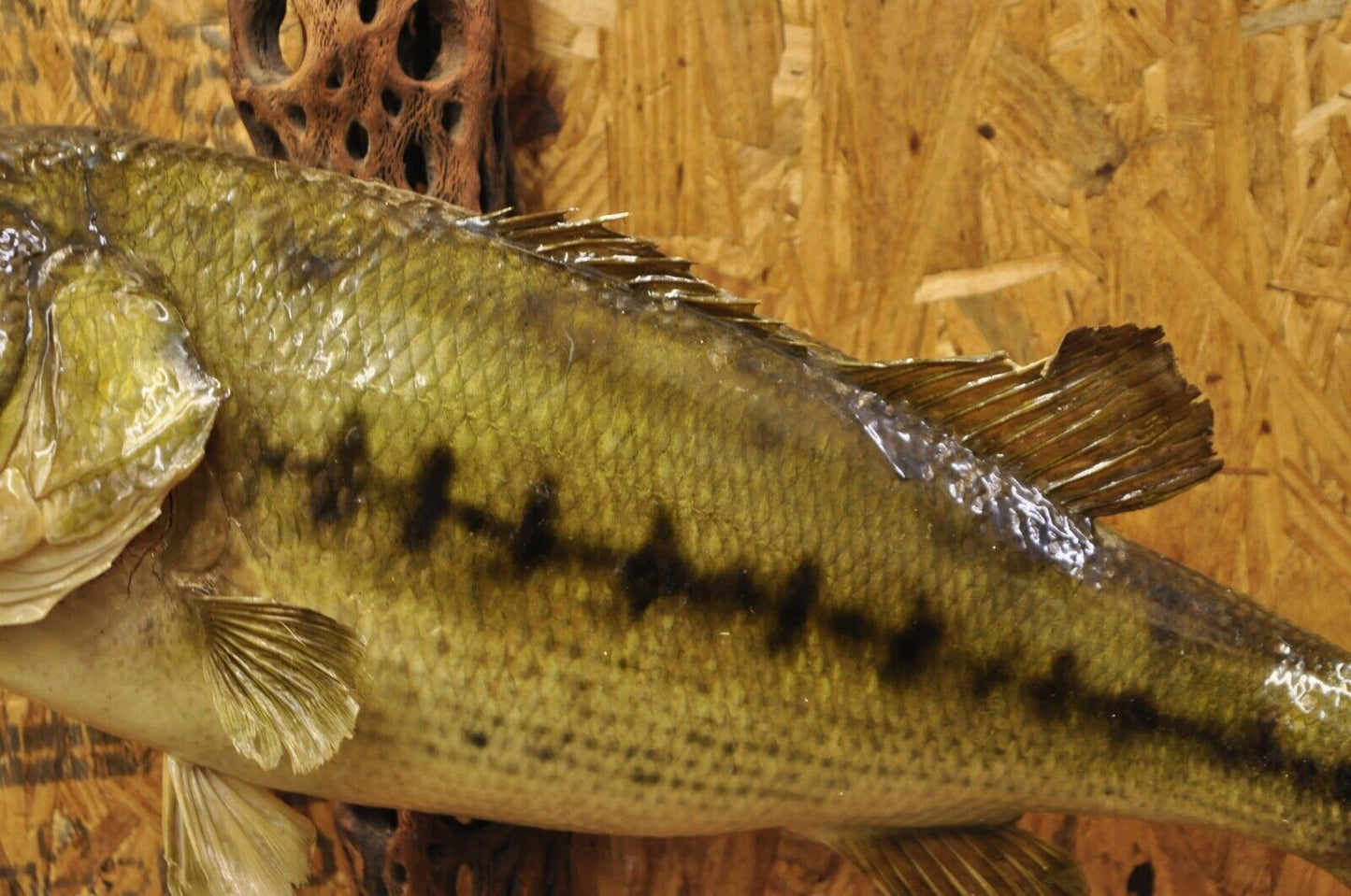 Vintage Largemouth Bass Log Wall Mount Real Skin Taxidermy Fishing Wall Decor