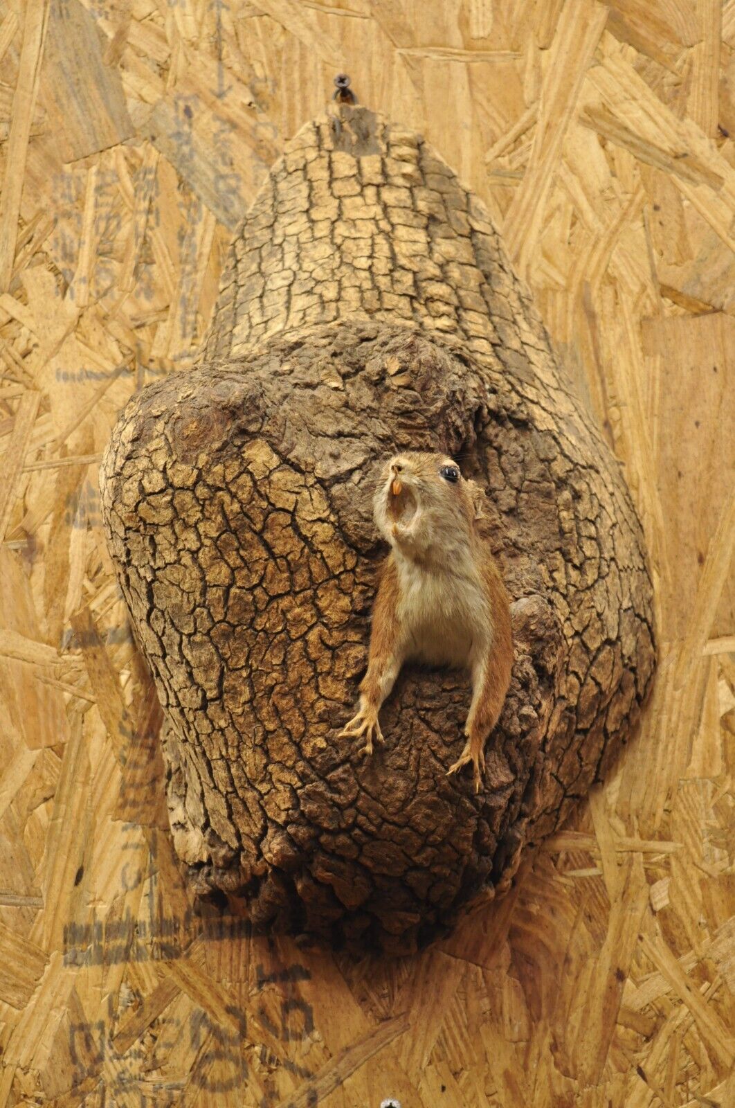 Vintage Full Body Wood Mount Squirrel in Tree Taxidermy Mancave Wall Decor