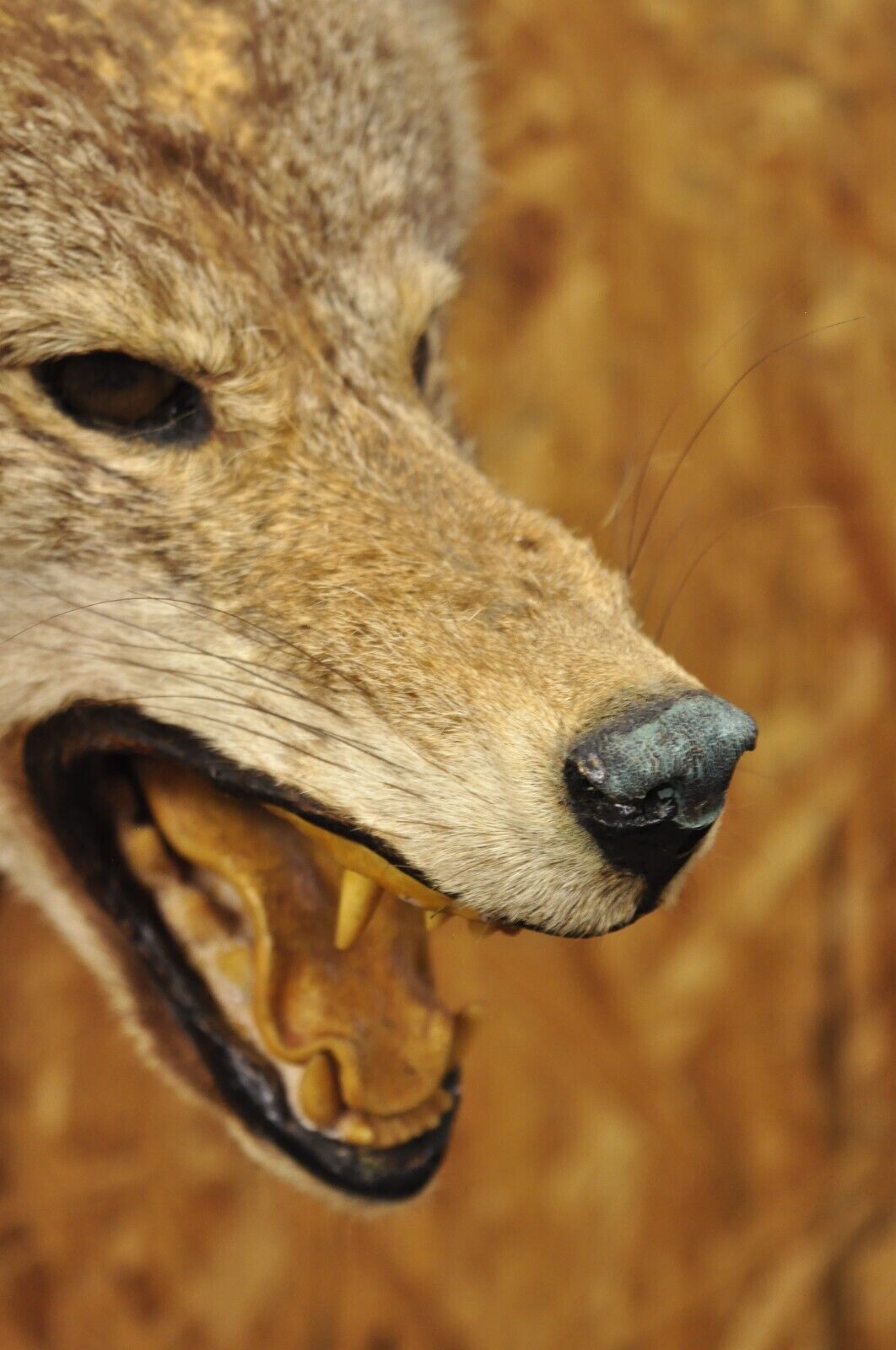 Vintage Jackal Shoulder Trophy Mount Oak Wall Plaque Taxidermy Mancave Decor