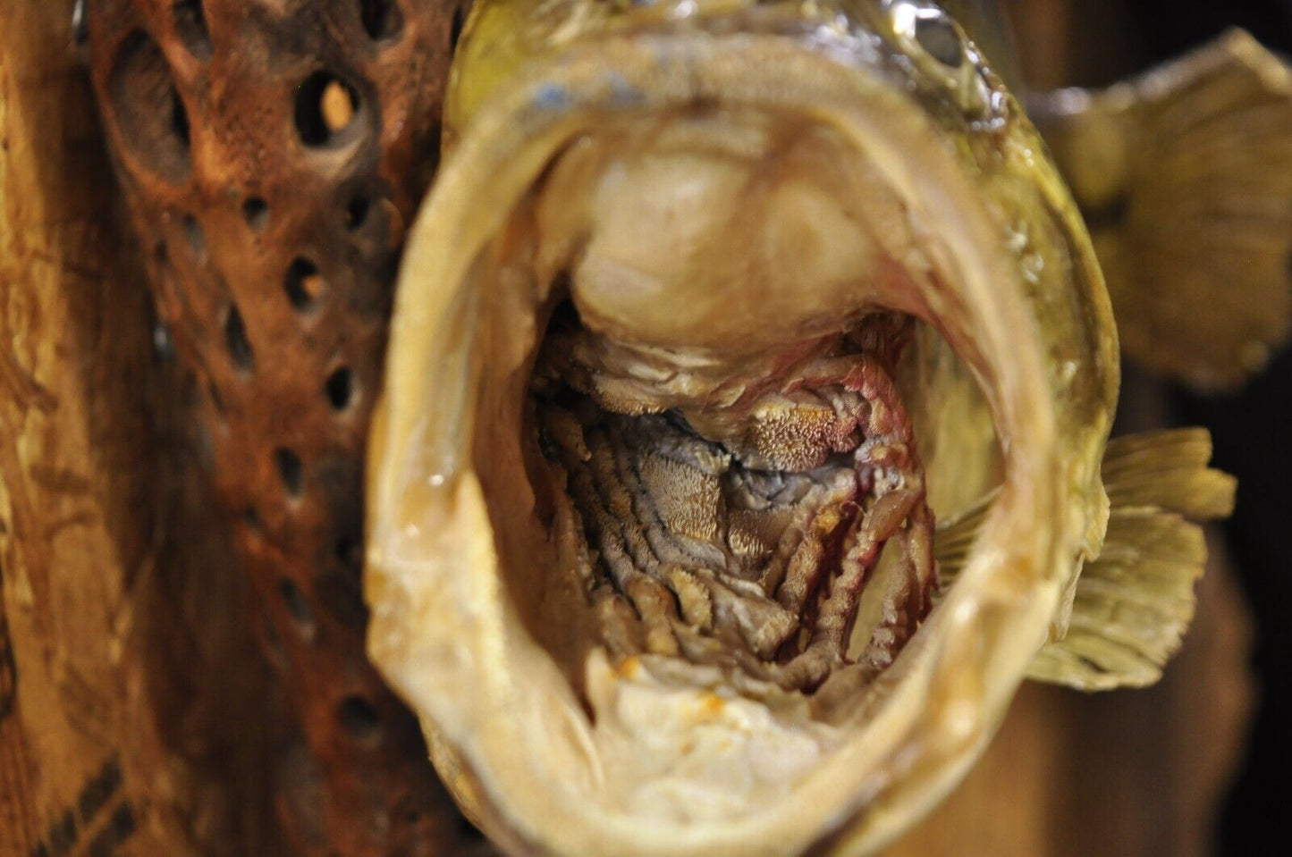 Vintage Largemouth Bass Log Wall Mount Real Skin Taxidermy Fishing Wall Decor