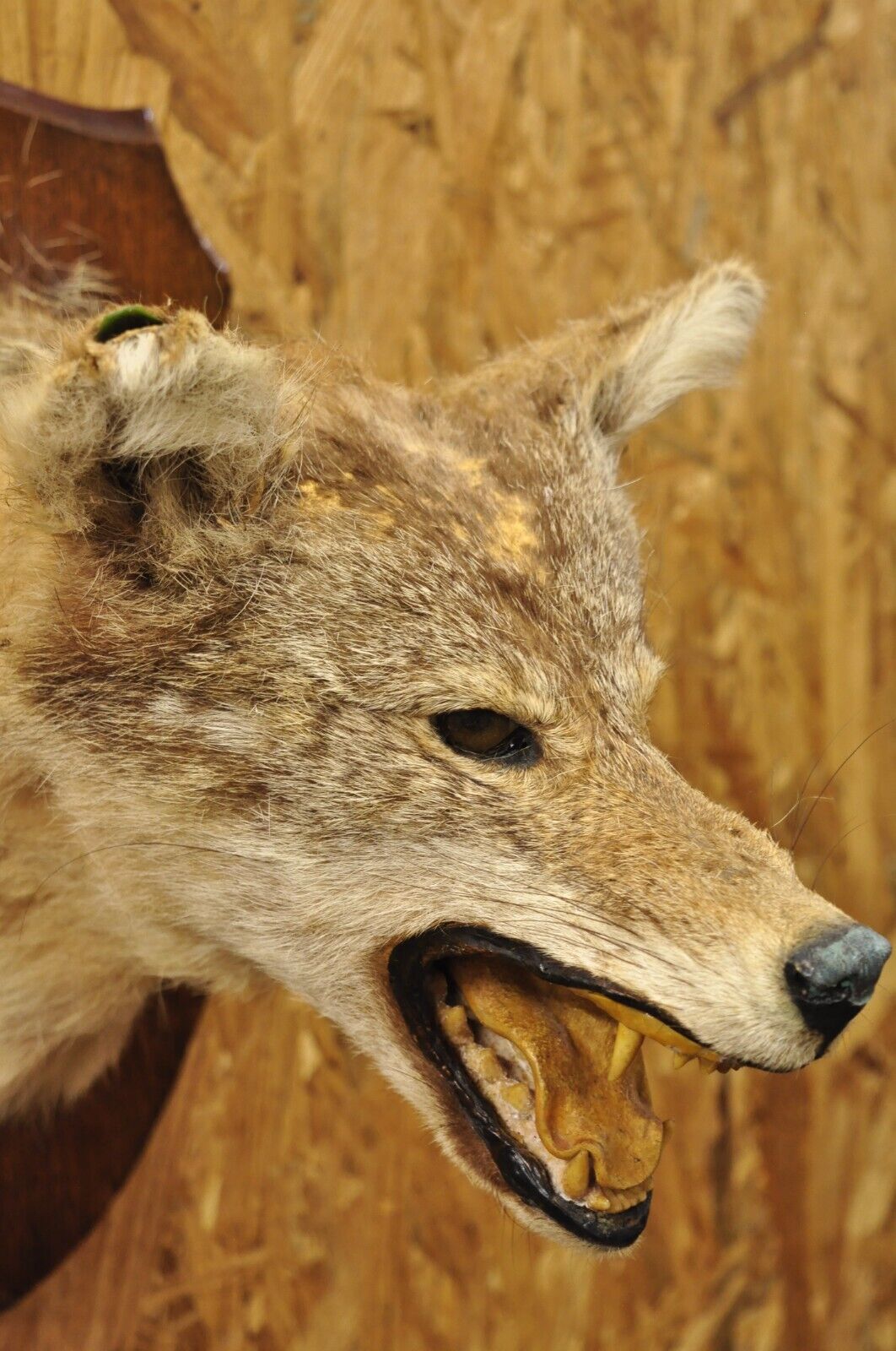 Vintage Jackal Shoulder Trophy Mount Oak Wall Plaque Taxidermy Mancave Decor