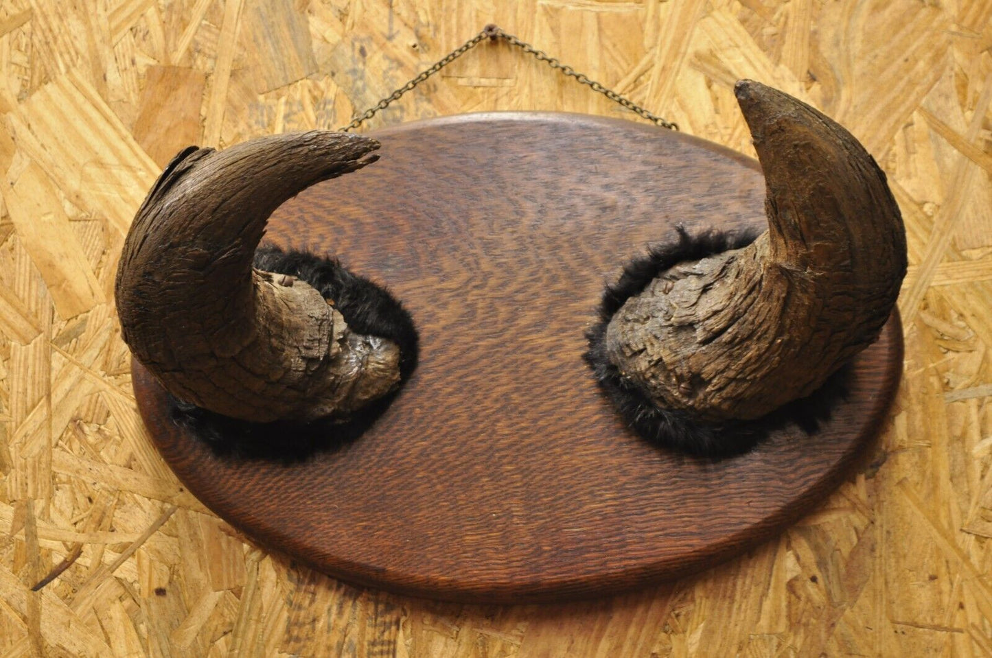 Vintage Buffalo Horns on Oak Wood Wall Plaque Taxidermy Cabin Decor