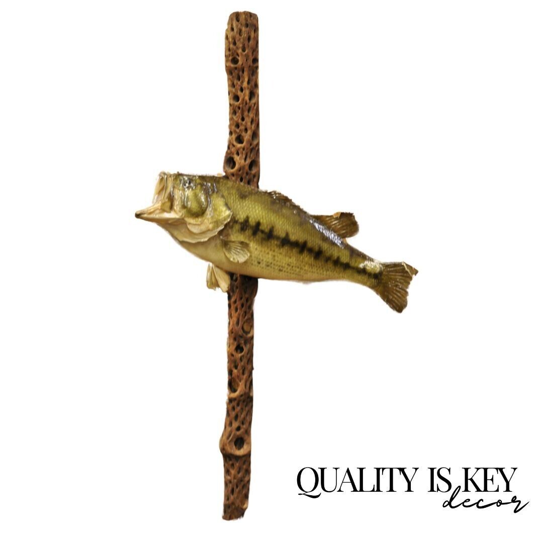 Vintage Largemouth Bass Log Wall Mount Real Skin Taxidermy Fishing Wall Decor
