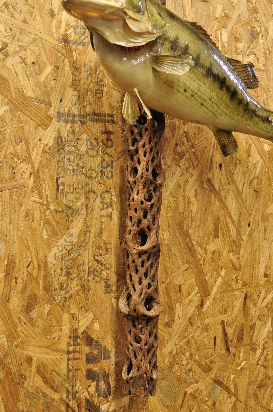 Vintage Largemouth Bass Log Wall Mount Real Skin Taxidermy Fishing Wall Decor