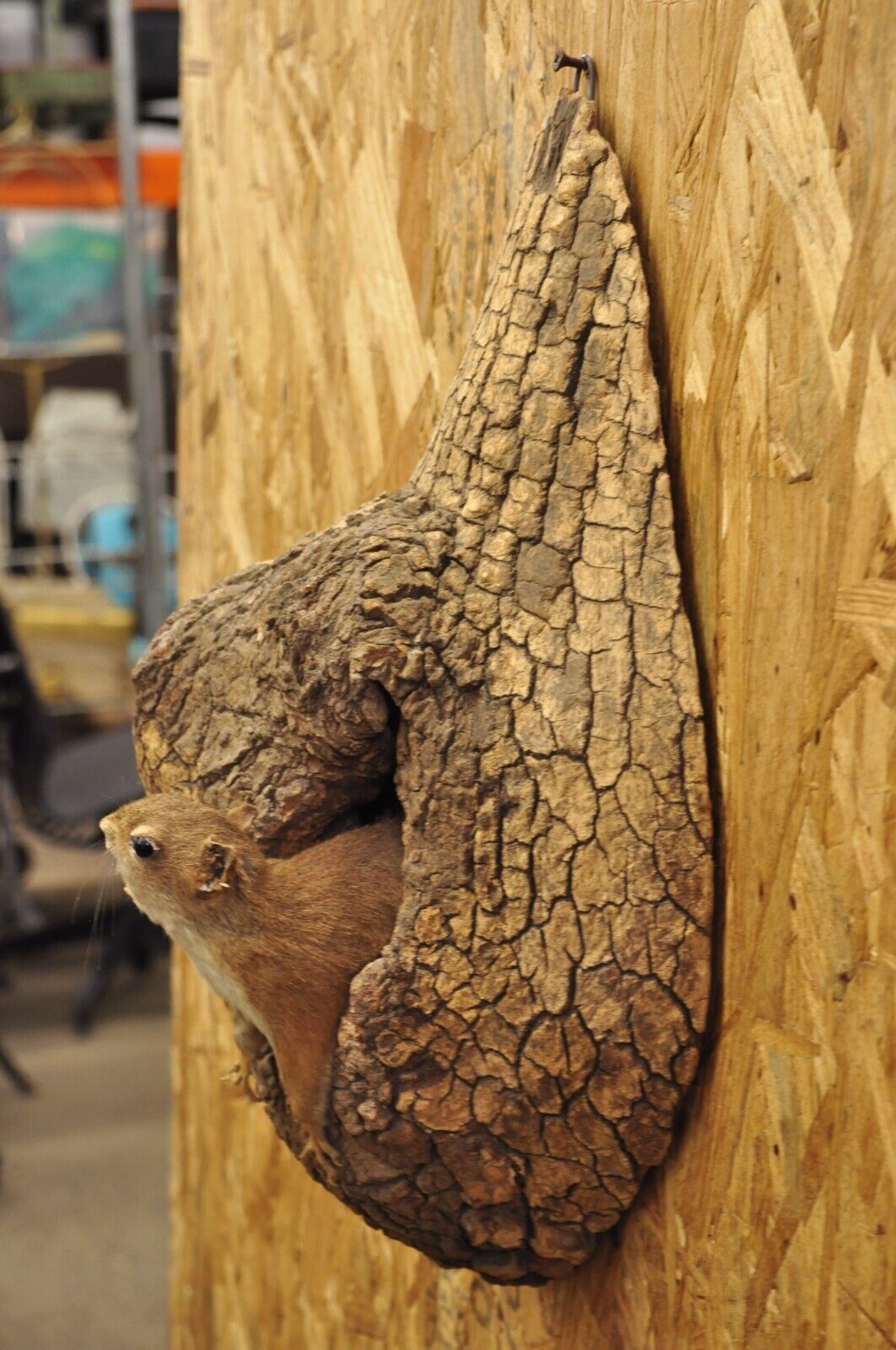 Vintage Full Body Wood Mount Squirrel in Tree Taxidermy Mancave Wall Decor