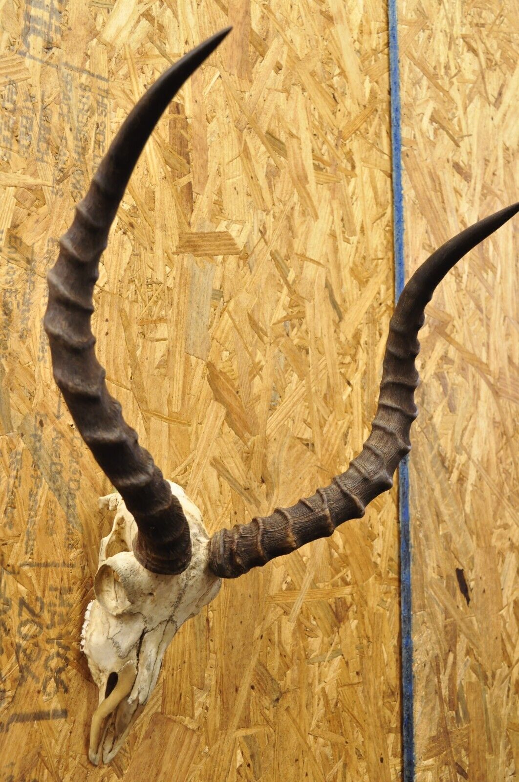 Vintage Impala African Antelope Cranium Skull Horn Mount Wall Taxidermy