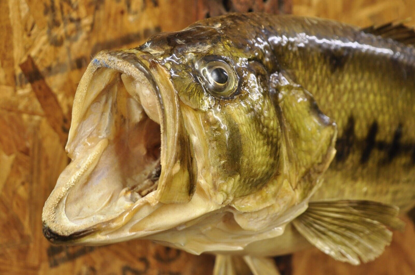 Vintage Largemouth Bass Log Wall Mount Real Skin Taxidermy Fishing Wall Decor
