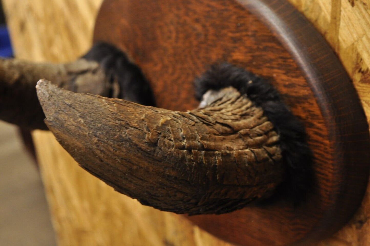 Vintage Buffalo Horns on Oak Wood Wall Plaque Taxidermy Cabin Decor