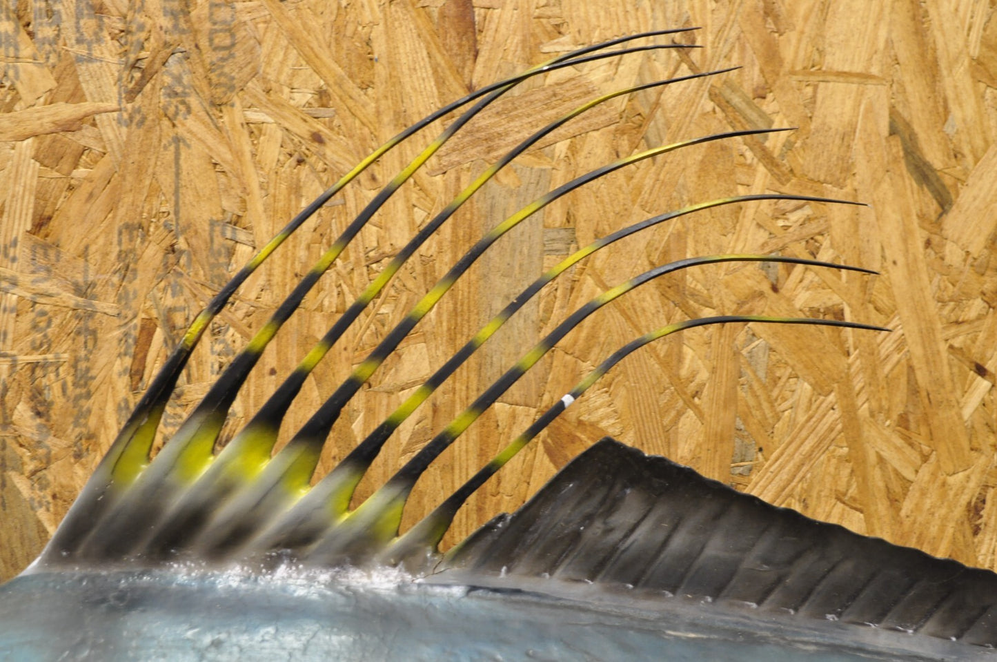 Vintage 46" Large Roosterfish Full Wall Mount Taxidermy Sailfish Fish Replica