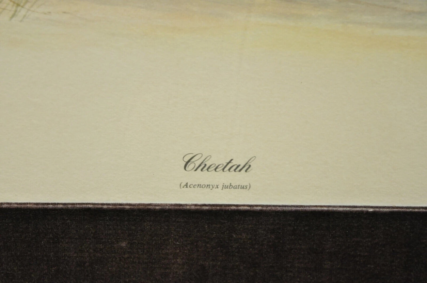 1972 Cheetah Lithograph Art by Richard Evans Younger in Velvet Chrome Frame