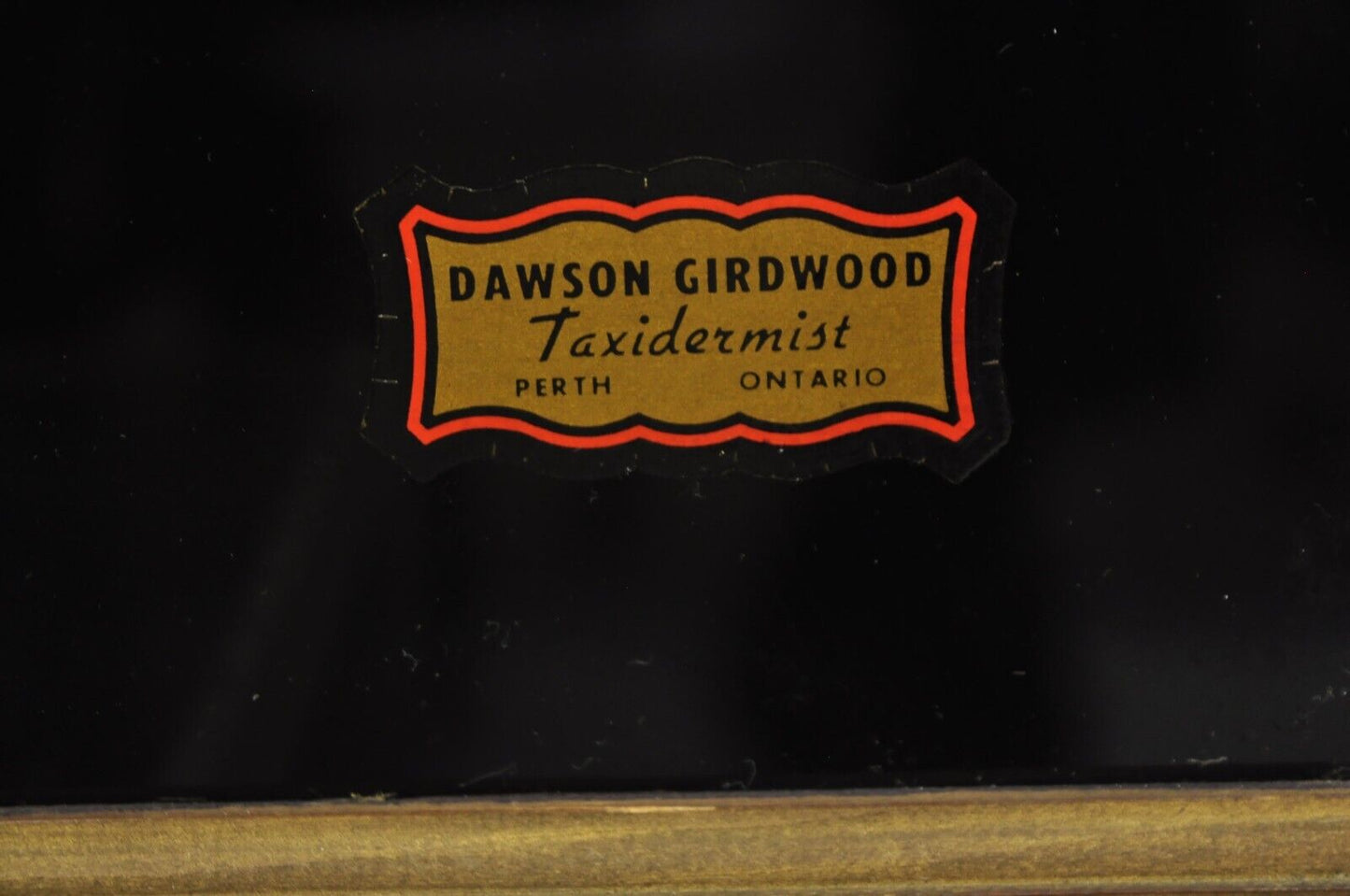 Vintage Largemouth Bass "1970 Champion" Dawson Girdwood Taxidermy in Glass Case