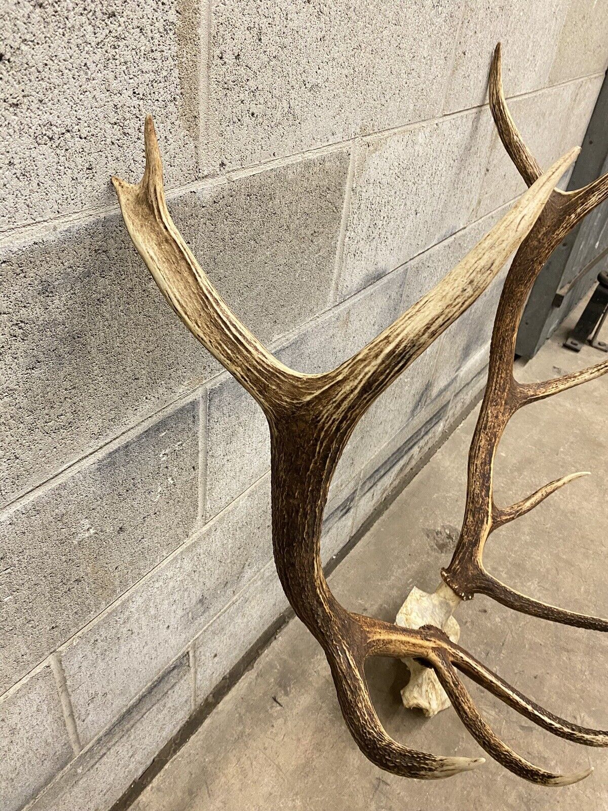 Vintage Large Red Deer Stag Antlers Horn Skull Mount Taxidermy Wall Decor