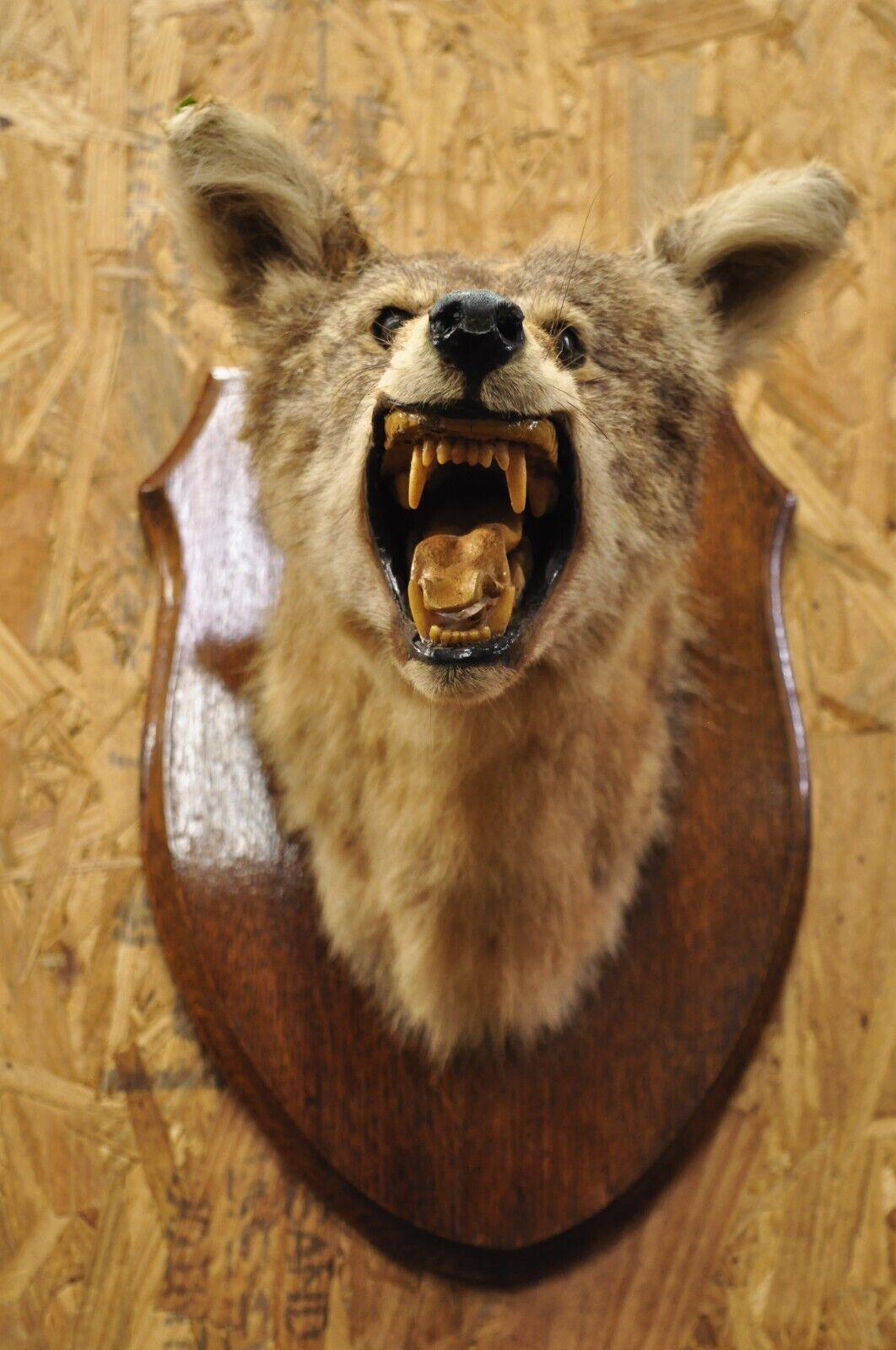 Vintage Jackal Shoulder Trophy Mount Oak Wall Plaque Taxidermy Mancave Decor