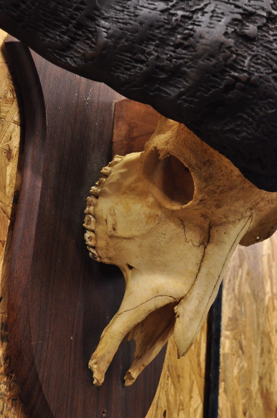 Vintage African Cape Buffalo Skull European Mount on Wooden Plaque Taxidermy