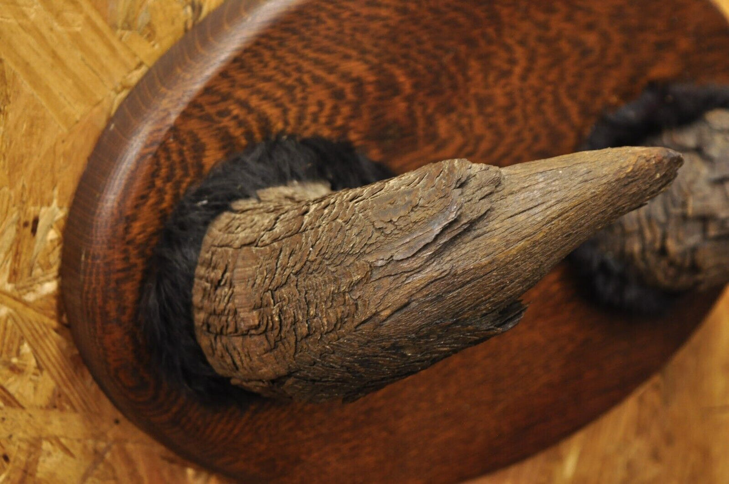 Vintage Buffalo Horns on Oak Wood Wall Plaque Taxidermy Cabin Decor