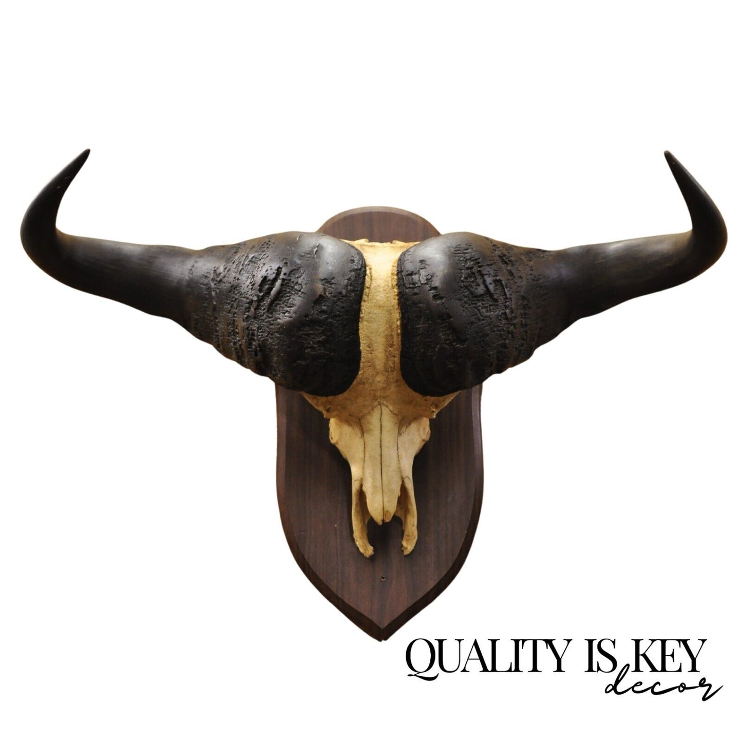 Vintage African Cape Buffalo Skull European Mount on Wooden Plaque Taxidermy