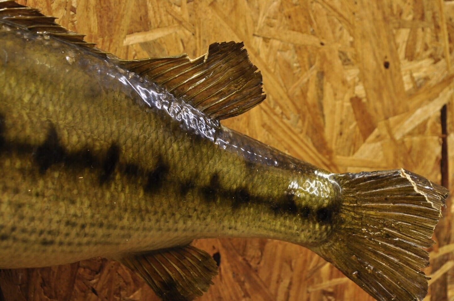 Vintage Largemouth Bass Log Wall Mount Real Skin Taxidermy Fishing Wall Decor