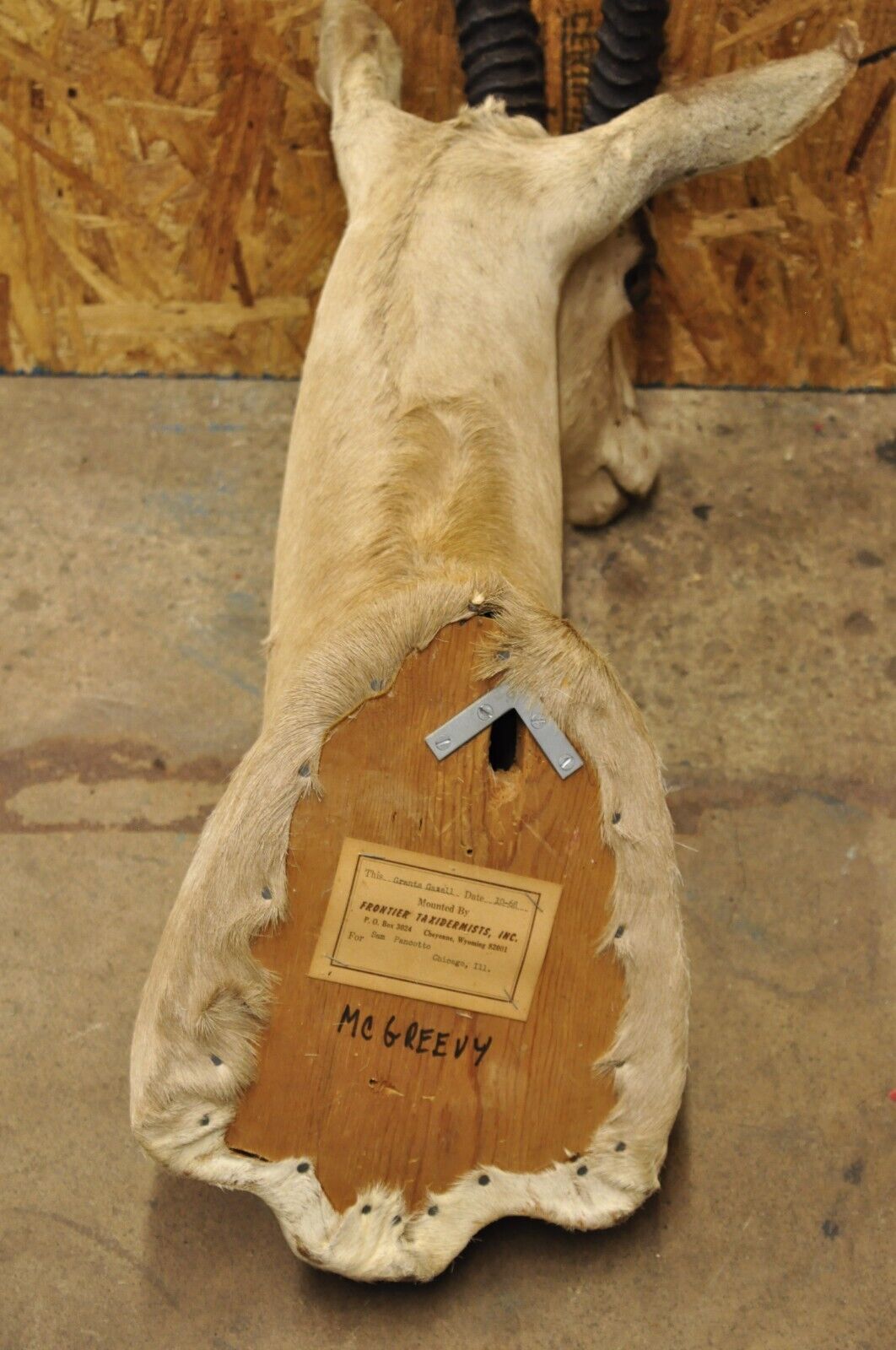 Vintage African Antelope Grant's Gazelle Horn Shoulder Mount Wall Taxidermy