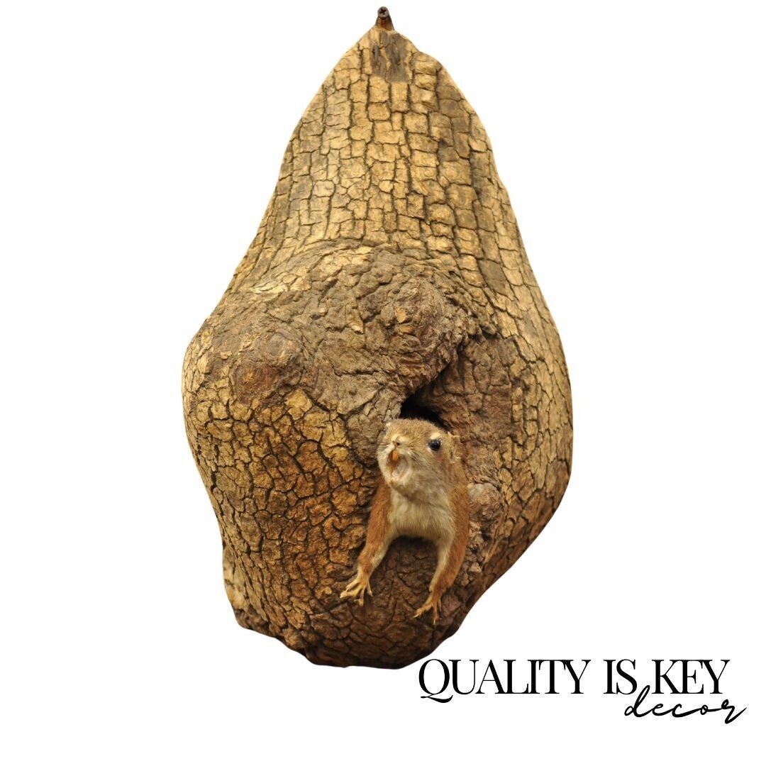 Vintage Full Body Wood Mount Squirrel in Tree Taxidermy Mancave Wall Decor