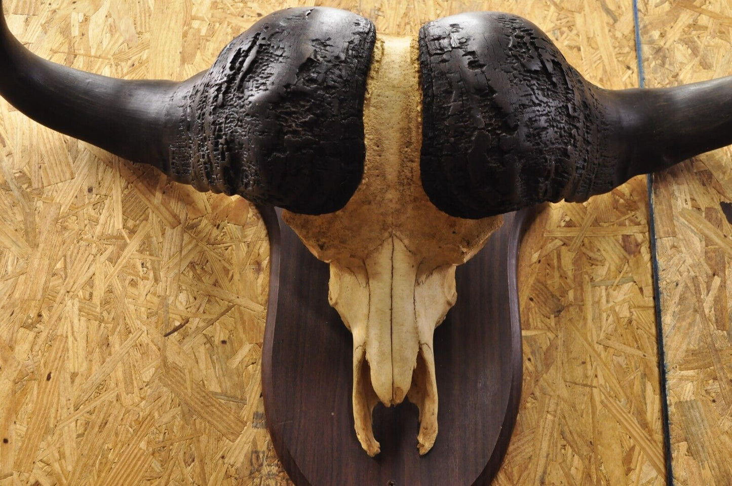 Vintage African Cape Buffalo Skull European Mount on Wooden Plaque Taxidermy