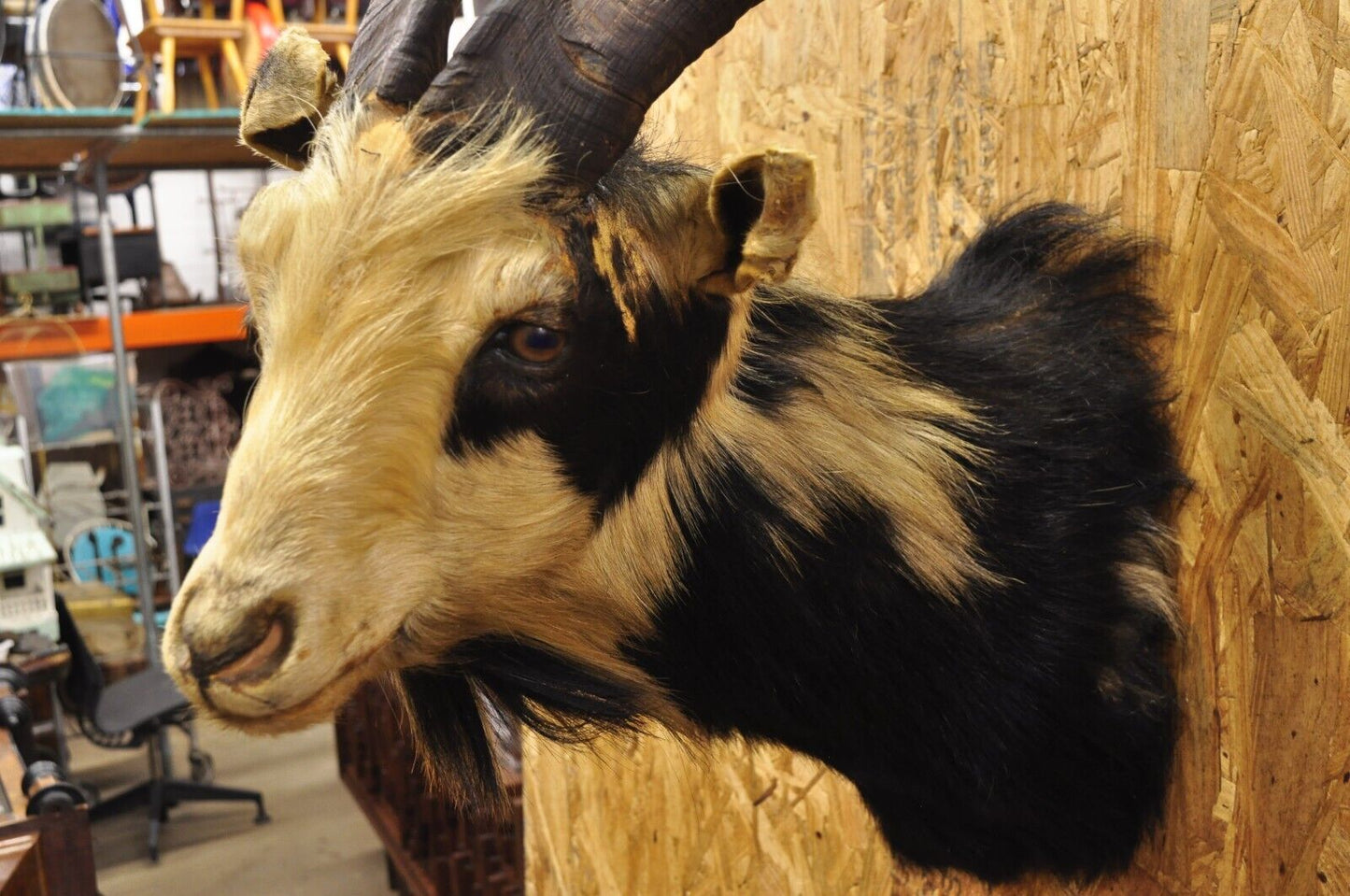 Vintage Black & Tan Catalina Longhorn Goat Ram Shoulder Mount Wall Taxidermy
